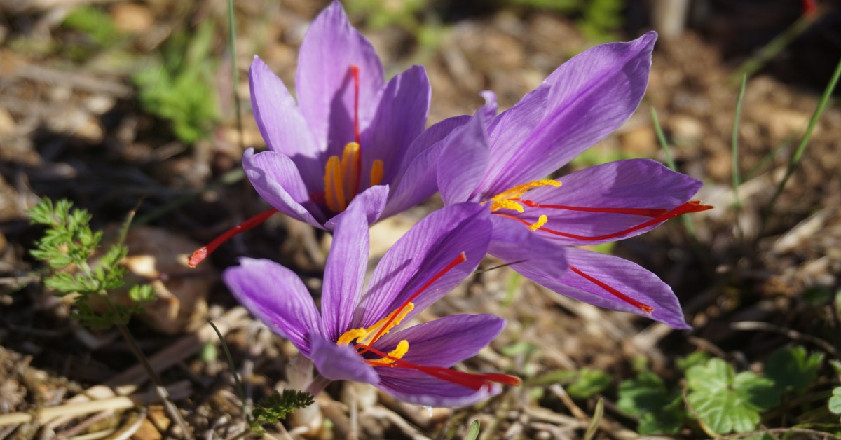 केसर का पौधा – Saffron Plant Information in Hindi