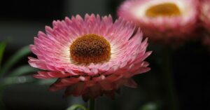 Strawflower उगाने का तरीका