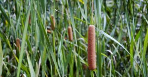 Cattail Plant