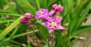 Columbine Flower