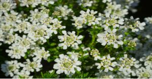 Candytuft Plant