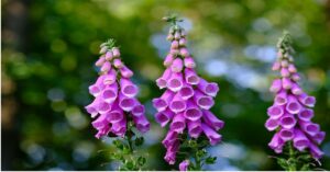 Foxglove Plant