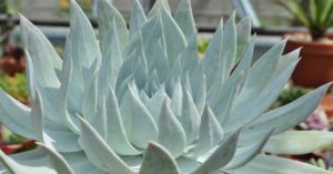 Dudleya Plant