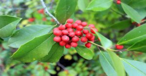 Chinese Holly Plant