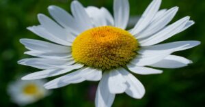 Shasta Daisy