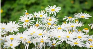 Shasta Daisy