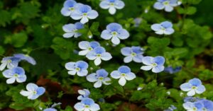 Creeping Speedwell