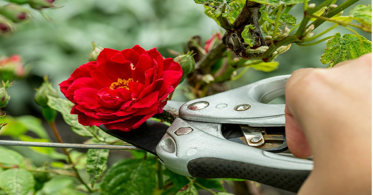 गुलाब की छंटाई करने का तरीका – Pruning of Roses