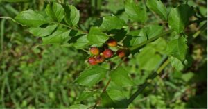 American Holly Plant