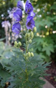 Monkshood Plant