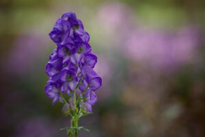 Monkshood Plant