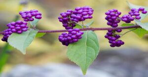 Beautyberry Shrubs