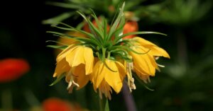 Crown Imperial Plant