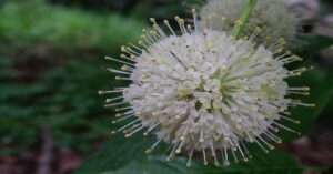 Buttonbush उगाने का तरीका