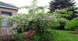 Weeping Crabapple का पेड़