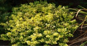 Golden Barberry