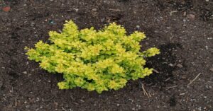 Golden Barberry