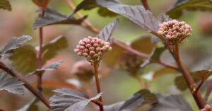 Ninebark Shrub