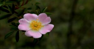 Dog Rose