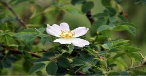 Dog Rose