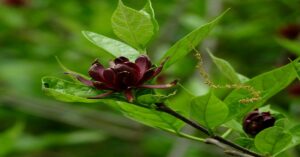 Carolina Allspice