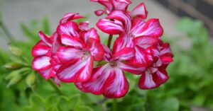 Ivy Geranium