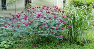 Bee Balm