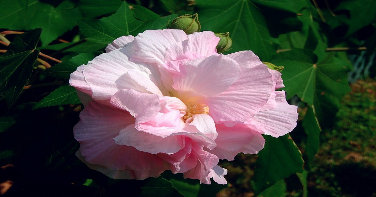 स्थल-कमल उगाने का तरीका – Cotton Rose in Hindi