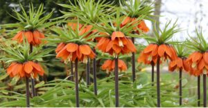 Crown Imperial Plant