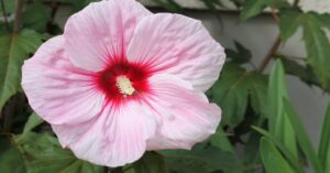 Rose of Sharon