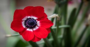 Anemone Plant