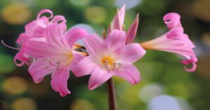 Easter Lily