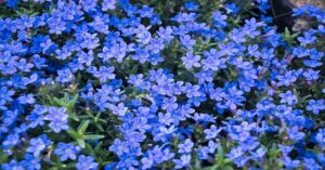 Lithodora Plant