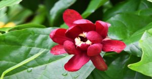 Carolina Allspice