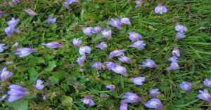 Creeping Mazus प्लांट