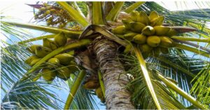 नारियल के पेड़ों