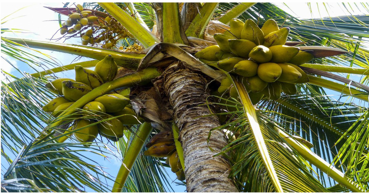 नारियल के पेड़ों को खाद खिलाने का तरीका