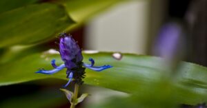 Scaredy Cat Plant