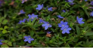 Lithodora Plant