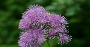 Meadow Rue Plant