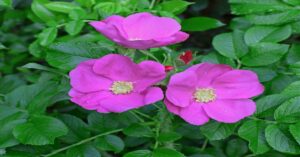 Rugosa Rose