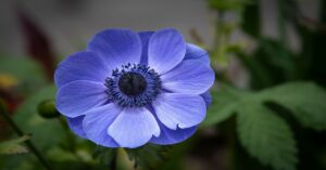 Anemone Plant