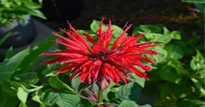 Bee Balm