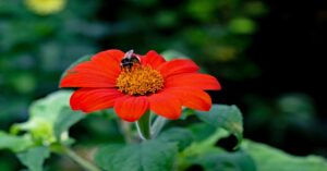 Mexican Sunflowers