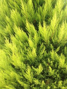 Lemon Cypress का पेड़