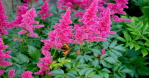 बगीचे में Astilbe Plant