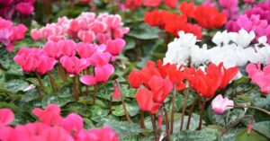 बालकनी में Cyclamen Plant