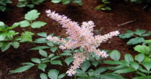 बगीचे में Astilbe Plant