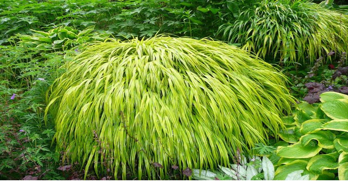 जापानी वन घास उगाने का तरीका – Grass in Hindi