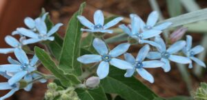 Blue Tweedia Plant
